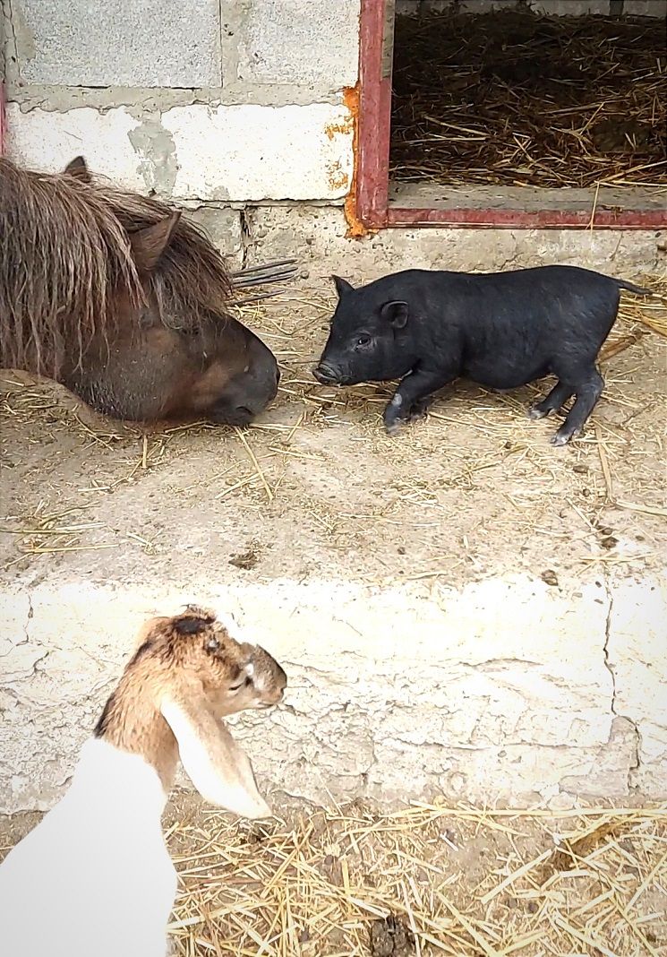 свинка, лошадь и коза