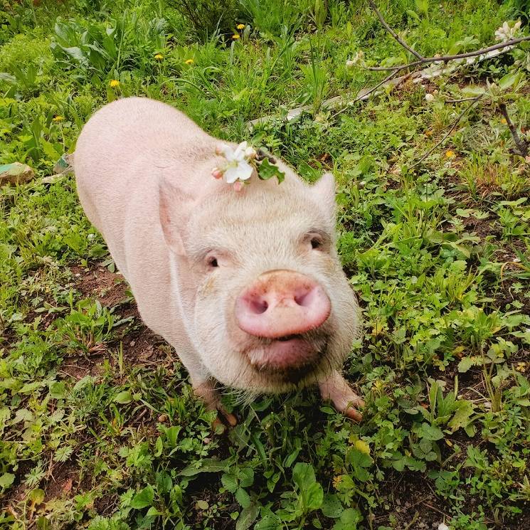 красивая свинья