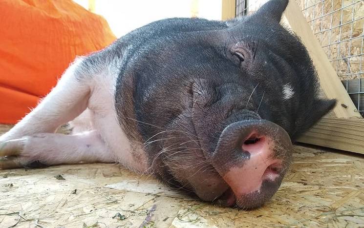 спящая свинья