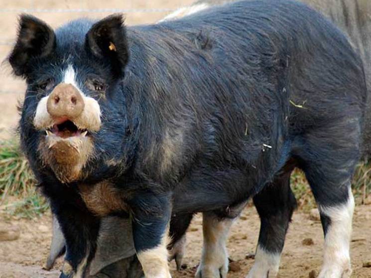 черная беркширская свинья фото
