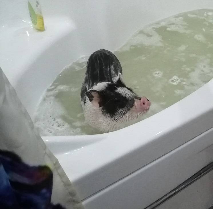 свинья в ванной