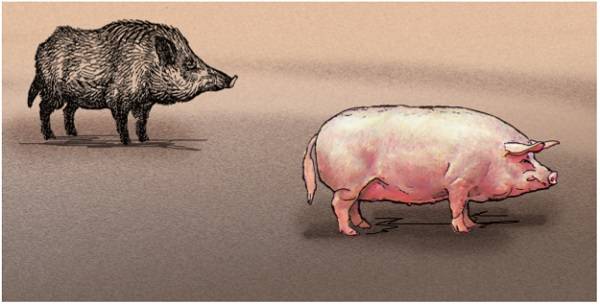 Картинка свинья и мышь