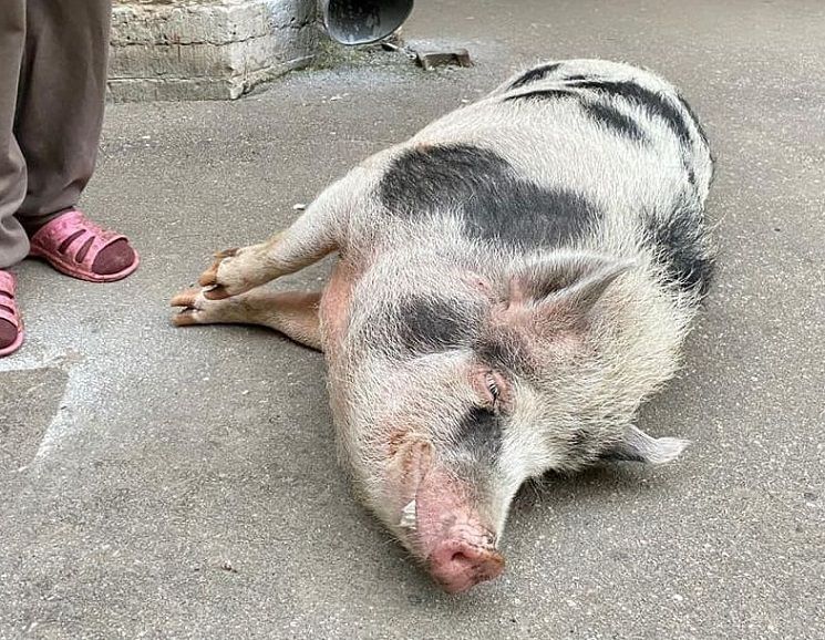 счастливая свинья