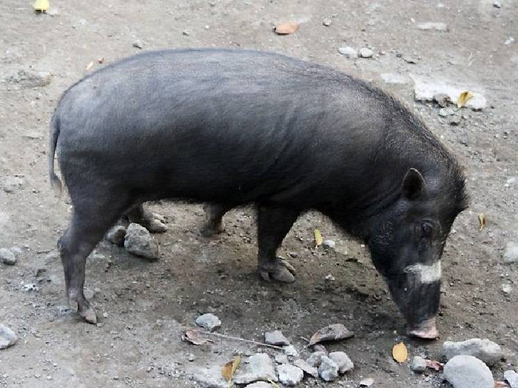 миндорская свинья