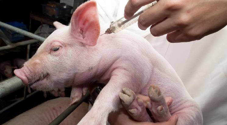 Насколько опасна рожа свиней