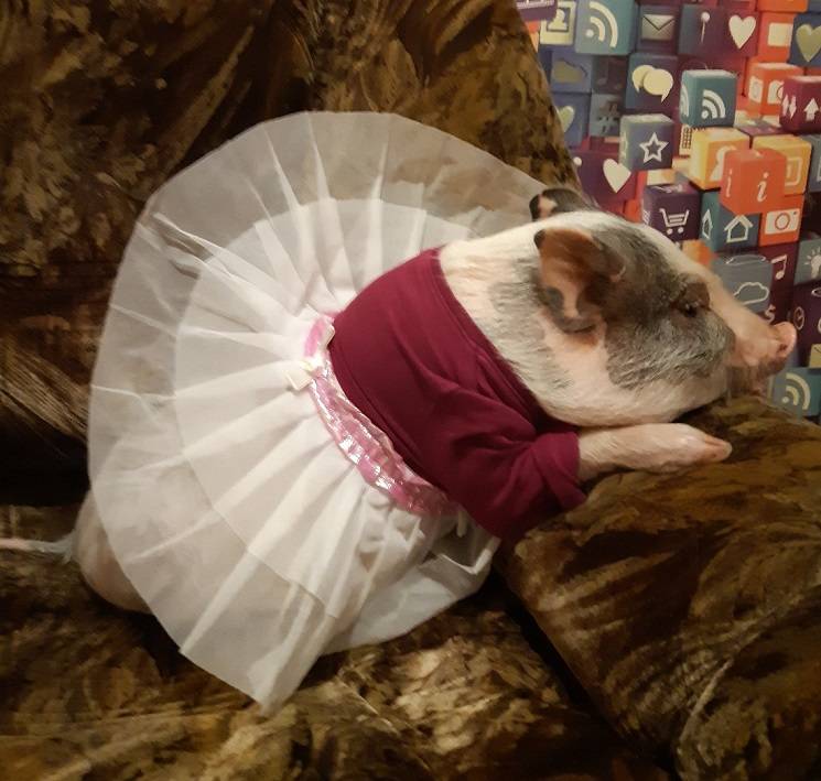 свинья в платье