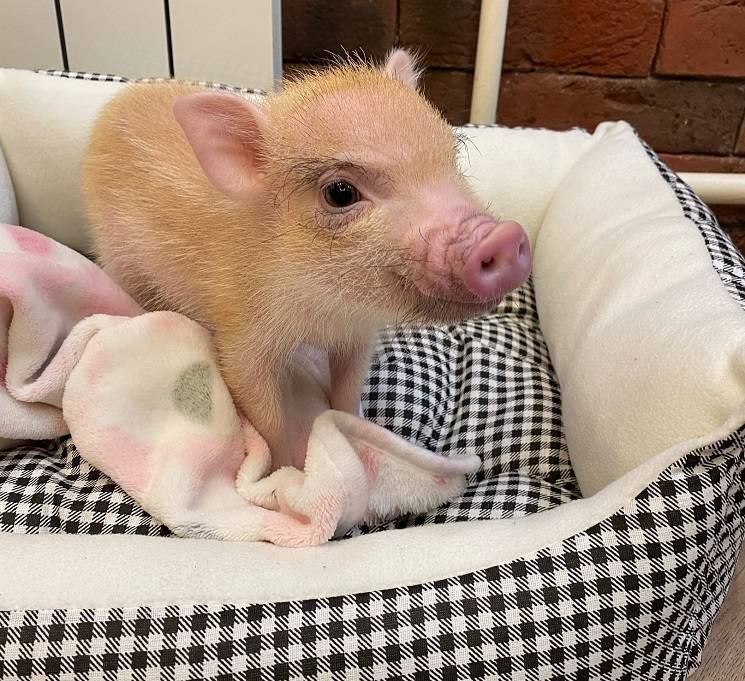 красивая свинья
