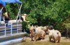 Спасательная команда выкрала свиней с острова на реке Дельта