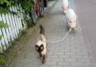 Свиньи выгуливают кота