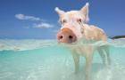 Багамские свиньи
