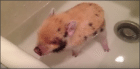 Мини пиг принимает ванну
