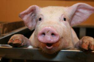 Почему свиньи грызут деревянные полы