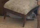 Мини пиг прячется под стулом