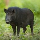 Редкие бородавчатые и бородатые свиньи – родственники кабанов