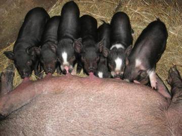 Спосіб життя свиней залежить від їх утримання: