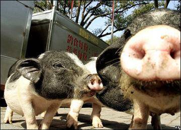 Выращивание свиней в домашних условиях - Фермер Без Хлопот