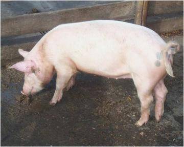 В Стране Восходящего солнца планируют выращивать органы для трансплантации людям в свиньях 