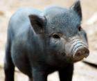 Почему миниатюрные свиньи вырастают большими?