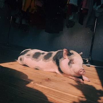 Свиньи в жару: как пережить жаркое лето