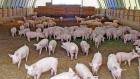 13 тысяч свиней попали «под арест» в Кинельском районе