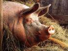 «Воровству и пьянству – бой!», – считает сельская свинья из Поволжья