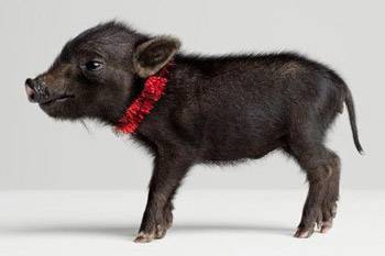 10 интересных фактов о свинках