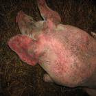Оспа у свиней: профилактика и лечение болезни