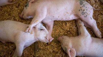 Как кормить свиней чтобы быстро росли