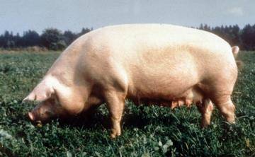 Брейтовская порода свиней