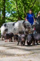 Миниатюрные свиньи из Базеля