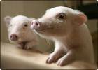 «Маленькое свинство» или мода на карликовых свинок
