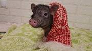 Свинья в шарфе