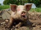 Интересные факты о свиньях, известные и не очень