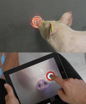 Развлекаемся вместе – люди, свиньи и iPad
