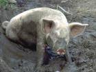 Почему свиньи так любят валяться в грязи?