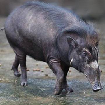 Редкие бородавчатые и бородатые свиньи – родственники кабанов