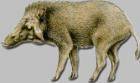 Яванская свинья (Sus verrucosus)