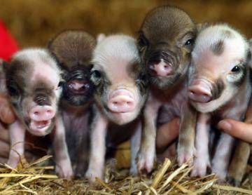 Породистые маленькие свинки завоевывают мир!