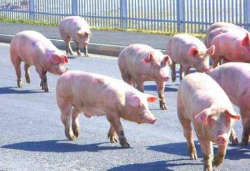 Свиньи парализовали движение на мосту
