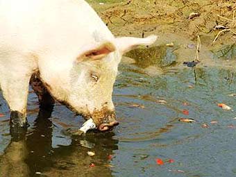 Китайская свинья научилась ловить тропических рыбок 