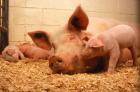 Антибиотики для свиней – основа для роста и развития