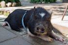 На должность зазывалы-контролера в Витебском зоопарке принята свинья Нюша