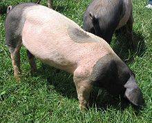 Немецкие породы свиней