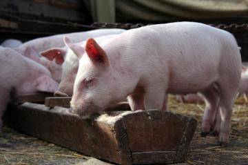 Все о свиньях и их происхождении