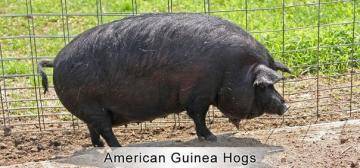   (Guinea Hog)