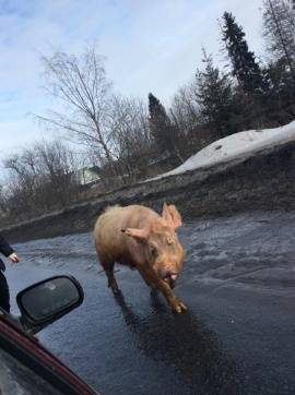 По улицам свинью водили