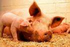 Причины высокой температуры у свиньи
