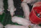 Профилактика и лечение запоров у декоративных свиней и поросят