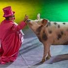 Свиньи в цирке: номера меняются – хрюши остаются