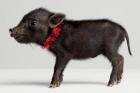 10 интересных фактов о свинках
